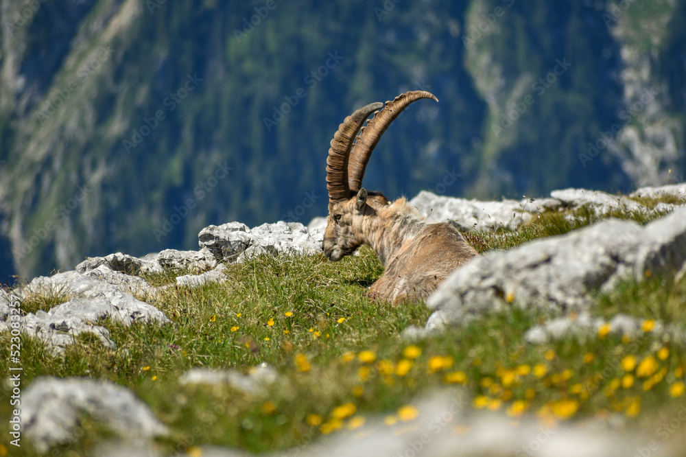 Alpine ibex (Capra ibex) in the wild on Kahlersberg in Berchtesgaden national park, Bavaria Alpine ibex (Capra ibex) in the wild on Kahlersberg in Berchtesgaden national park, Bavaria