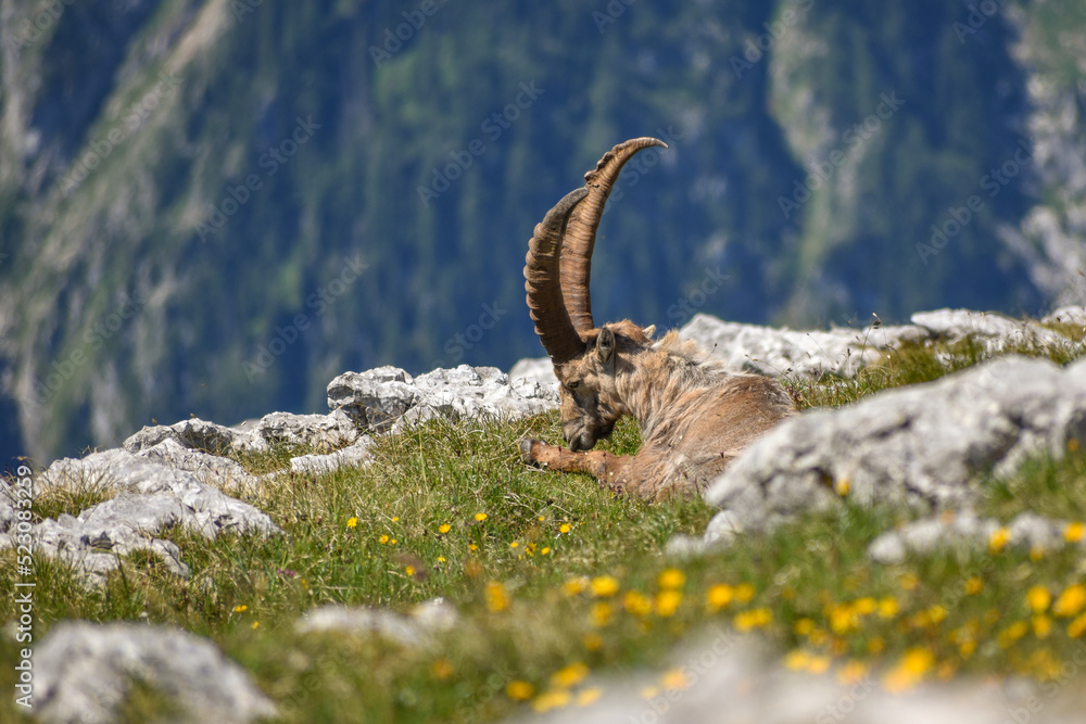 Alpine ibex (Capra ibex) in the wild on Kahlersberg in Berchtesgaden national park, Bavaria Alpine ibex (Capra ibex) in the wild on Kahlersberg in Berchtesgaden national park, Bavaria