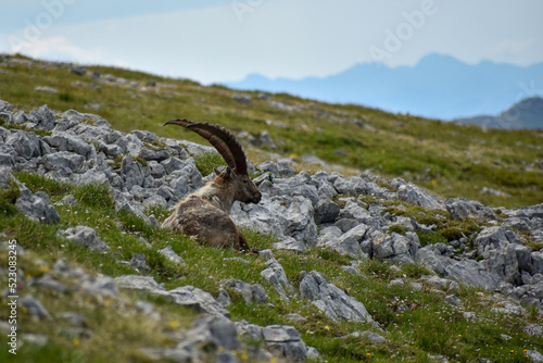 Alpine ibex (Capra ibex) in the wild on Kahlersberg in Berchtesgaden national park, Bavaria © Chris Peters