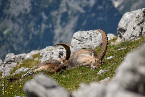 Фотография Alpine ibex (Capra ibex) in the wild on Kahlersberg in Berchtesgaden national pa