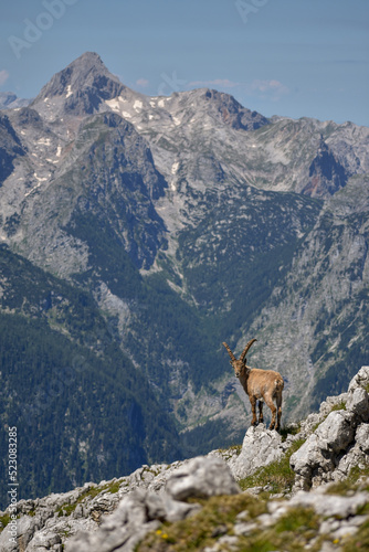 Alpine ibex (Capra ibex) in the wild on Kahlersberg in Berchtesgaden national park, Bavaria