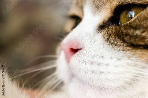 Cat nose extremely close up. Soft selective focus, copy space
