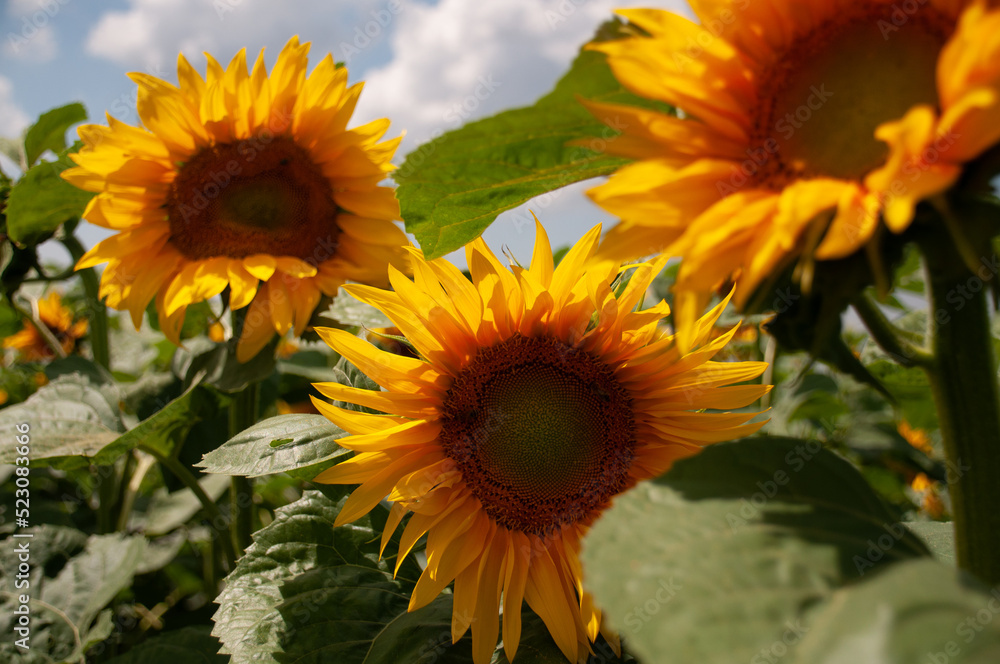 Beautiful sunflower in a field of sunflowers. Kyiv region, Ukraine Beautiful sunflower in a field of sunflowers. Kyiv region, Ukraine