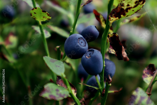  Forest harvest: big blueberry on the branches, close-up, space for text