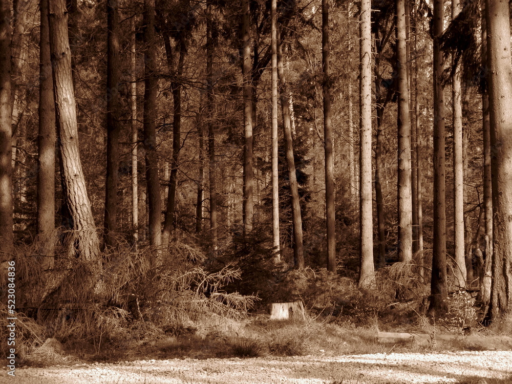 Naklejka premium tree