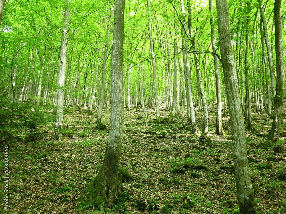 Fototapeta premium trees 