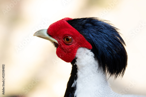 Close up Beautiful Silver Pheasant bird , white, black and red face