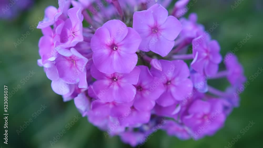 Bush of blooming Phlox Paniculata Pink Flame flowers in the garden on a sunny day. Bush of blooming Phlox Paniculata Pink Flame flowers in the garden on a sunny day.