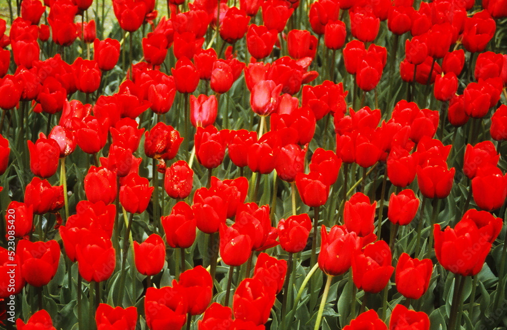 Obraz premium flowers in nature