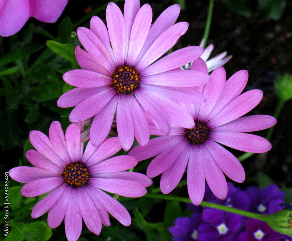 Obraz premium flowers in nature