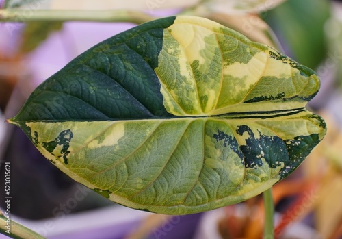 Beautiful yellow and green marbled leaf of Alocasia Dragon Scale variegated plant