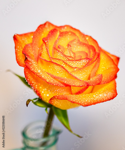 dewy orange yellow red rose in green vase