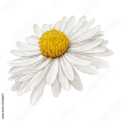 Watercolor daisy