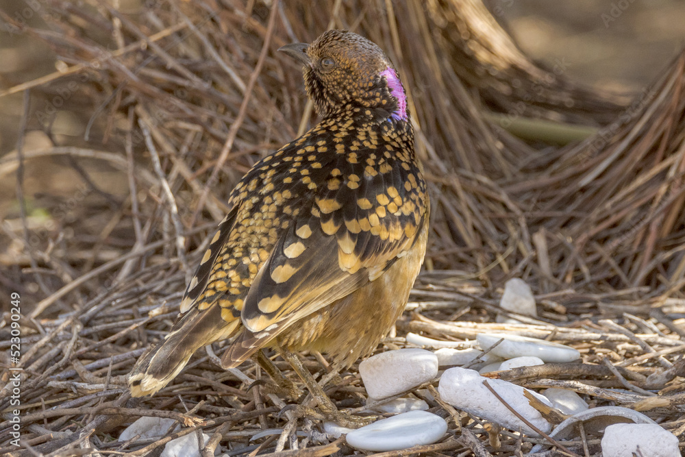 Fototapeta premium Western Bowerbird in Northern Territory Australia