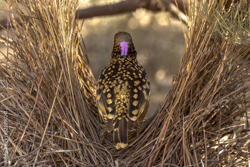 Fototapeta Western Bowerbird in Northern Territory Australia