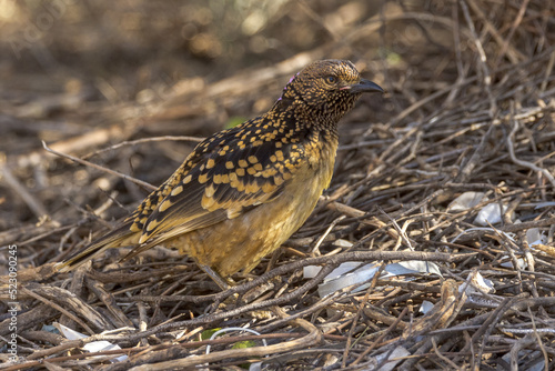 Western Bowerbird in Northern Territory Australia photo