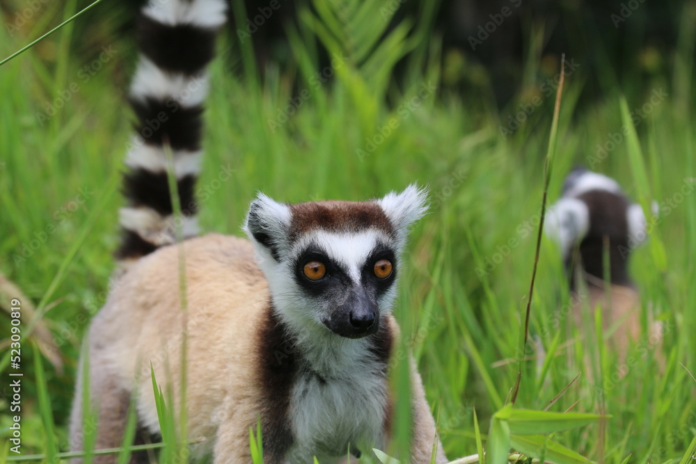 Obraz premium Ring tail lemur (Lemur catta) in Andasibe Private Reserve (Vakona Forest Lodge)