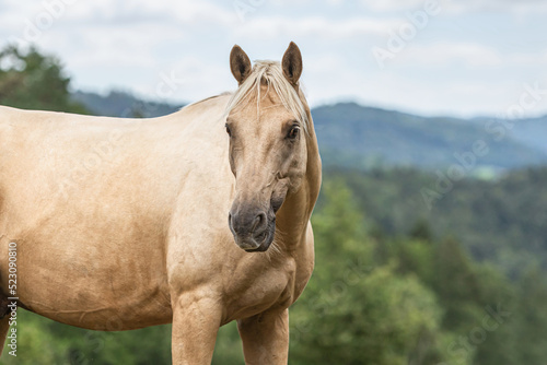 Head portrait of a palomino kinsky horse gelding on a pasture in summer outdoors © Annabell Gsödl