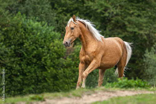 Portrait of a stunning palomino kinsky warmblood gelding running across a summer pasture outdoors © Annabell Gsödl