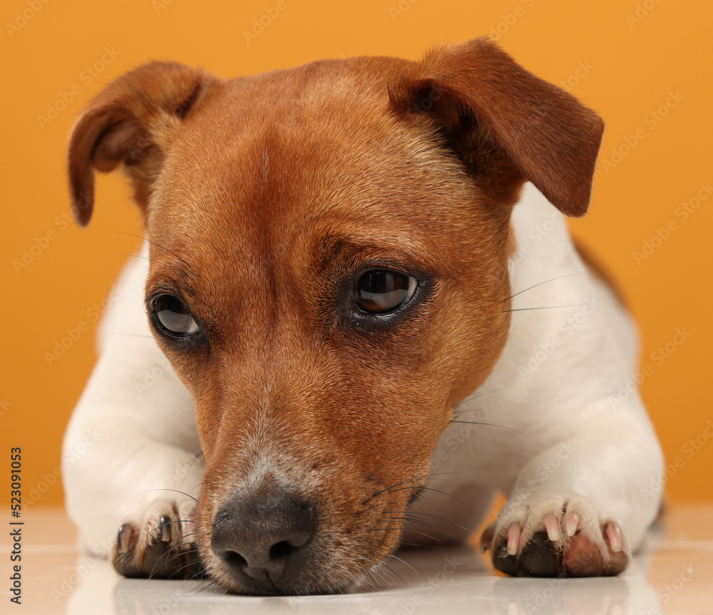portrait of a jack russell terrier on a yellow background isolated