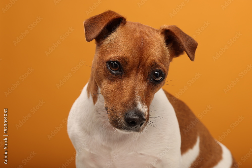 portrait of a jack russell terrier on a yellow background isolated