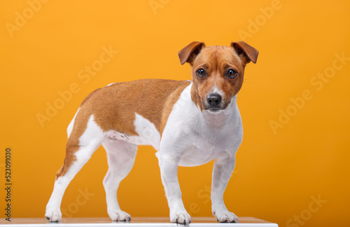 portrait of a jack russell terrier on a yellow background isolated © serhii
