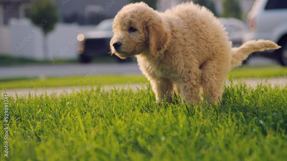 Labradoodle puppy squats to poop on front lawn in residential