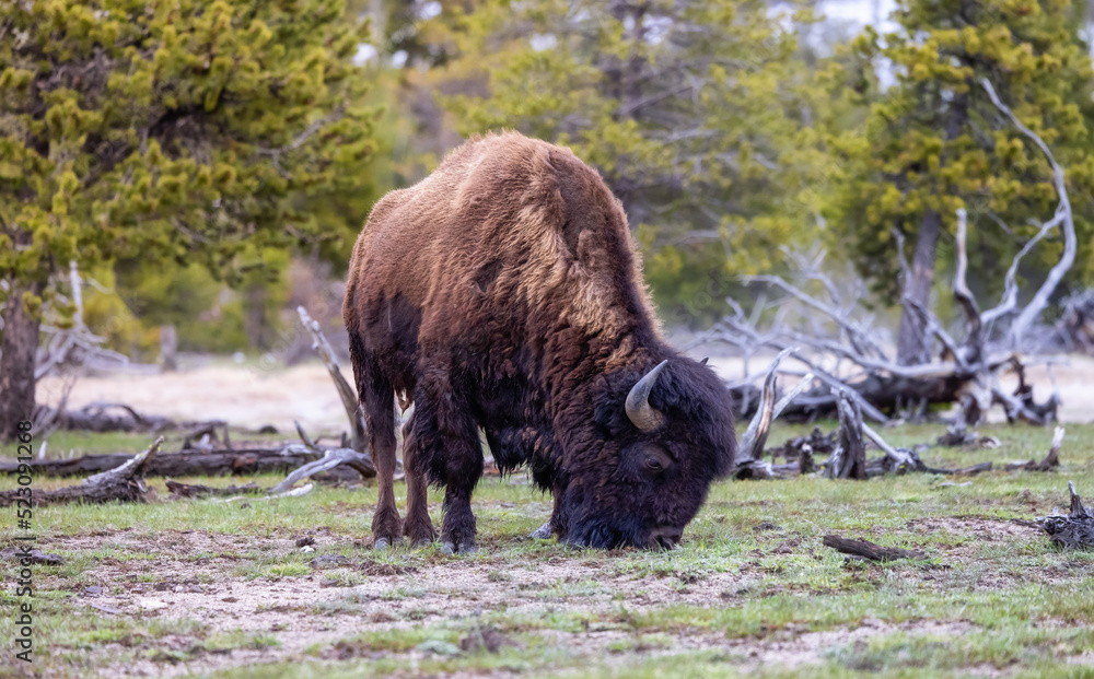 Bison eating grass in American Landscape. Yellowstone National Park. United States. Nature Background. Bison eating grass in American Landscape. Yellowstone National Park. United States. Nature Background.