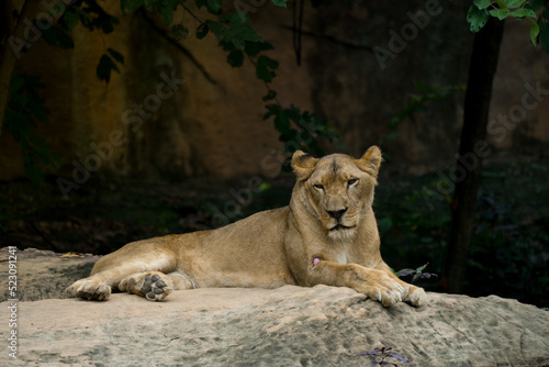 Big lion sitting on rock background