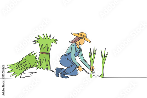 Single continuous line drawing young female farmer was harvesting rice and there was also rice that had been tied up. Farming minimalism concept. One line draw graphic design vector illustration.