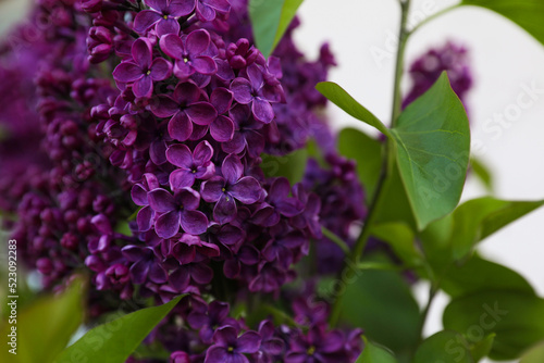 Beautiful lilac plant with fragrant purple flowers outdoors  closeup