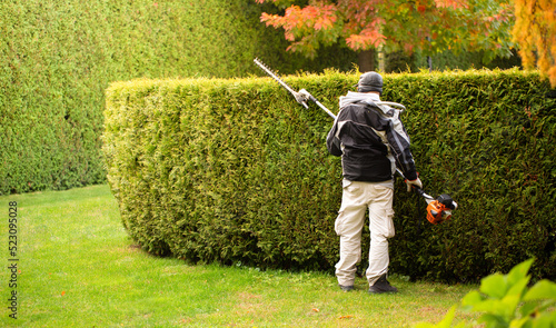 A gardener trims a hedge of thuja, evergreen plants. Gardener services.