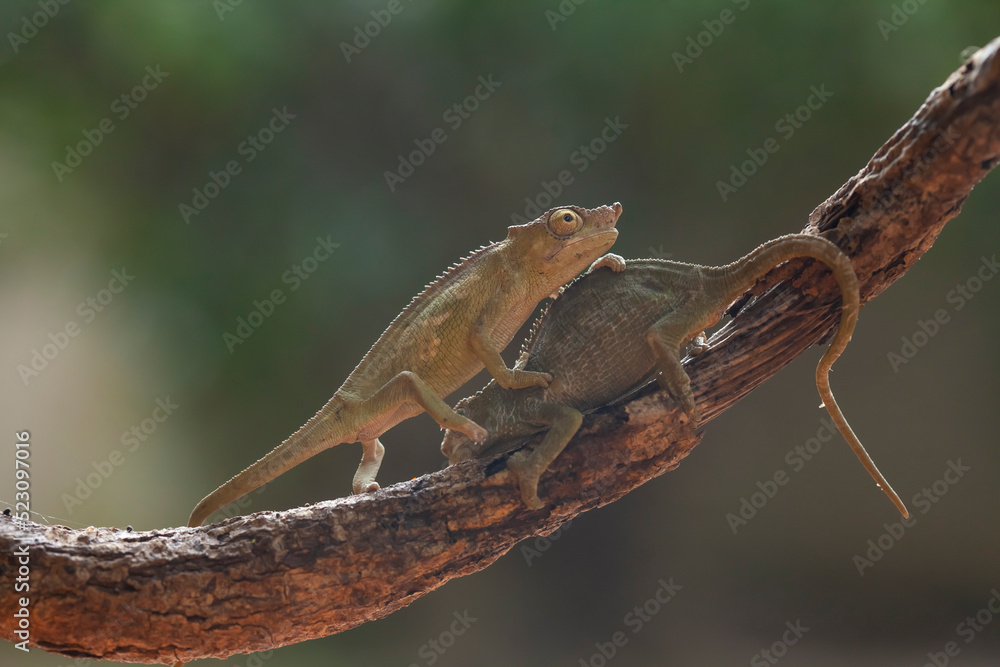 A pair of Beautiful Chameleon A pair of Beautiful Chameleon