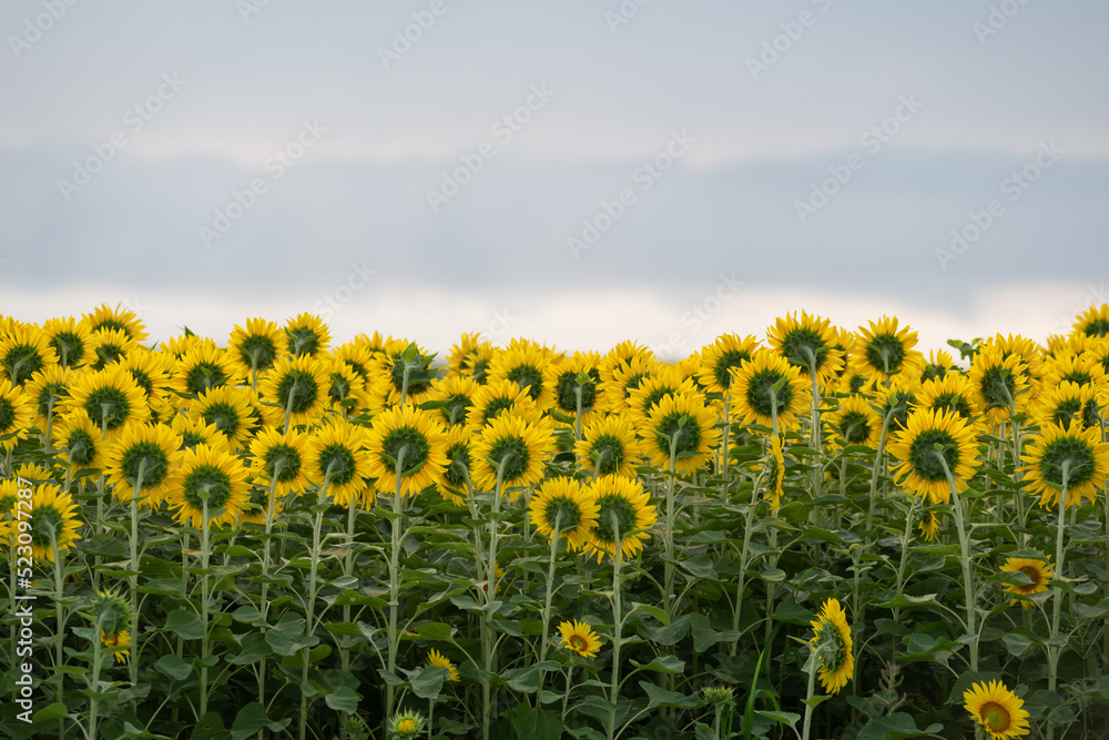 Obraz premium ひまわり 裏側