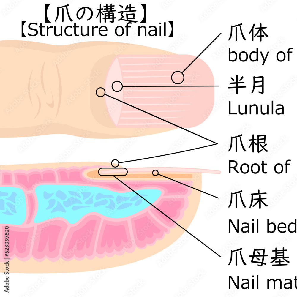 爪構造 イラスト – 爪の構造と機能 – SJGZY