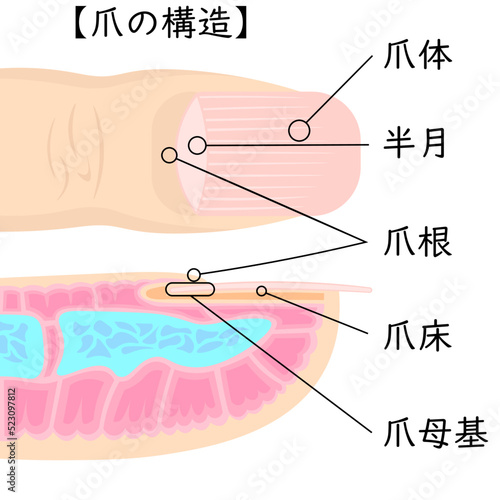 爪の構造