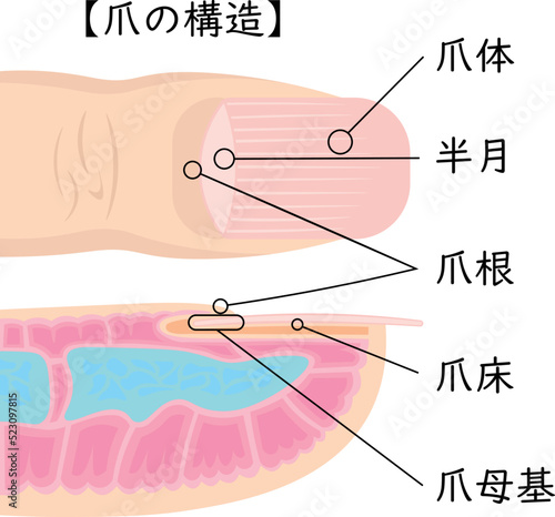 爪の構造