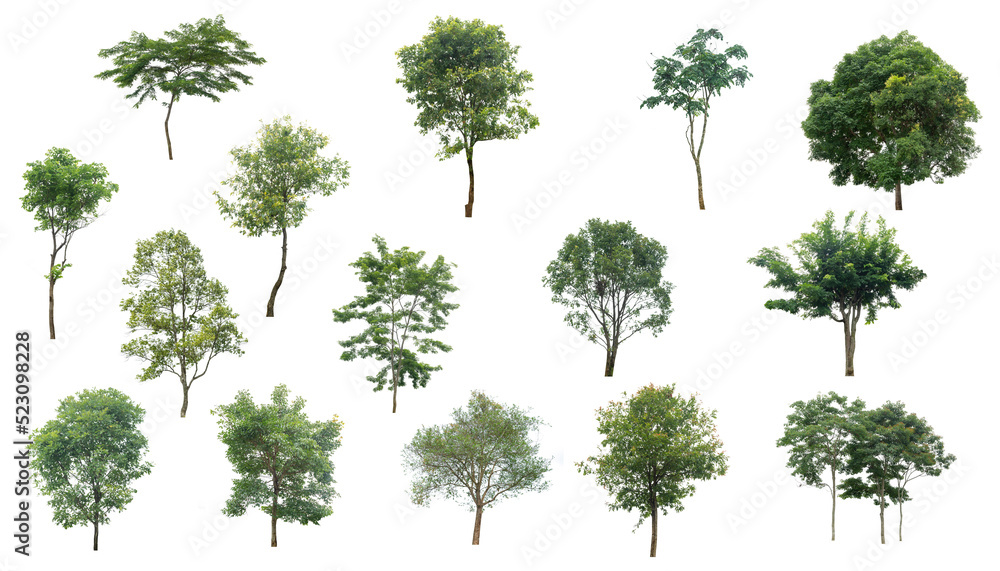 Fototapeta premium Green tree set pattern on the isolated white background, eco and nature plant environment related for design, alone element or single tree forest and outdoor