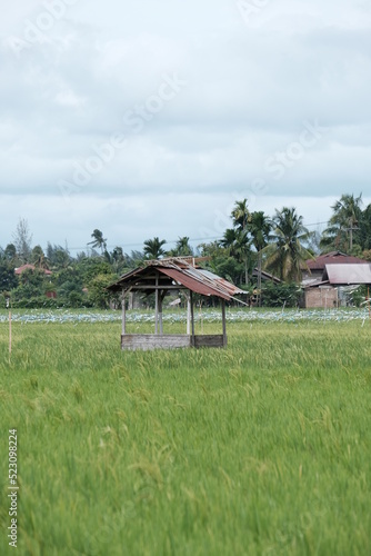 A hut where farmers rest in the middle of a stretch in Blangpidie photo