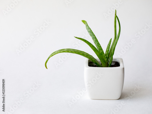Succulent Aloe Vera Plant on White Pot Isolated on white Background by front view. Horizontal mock up  copy space  close up  top view