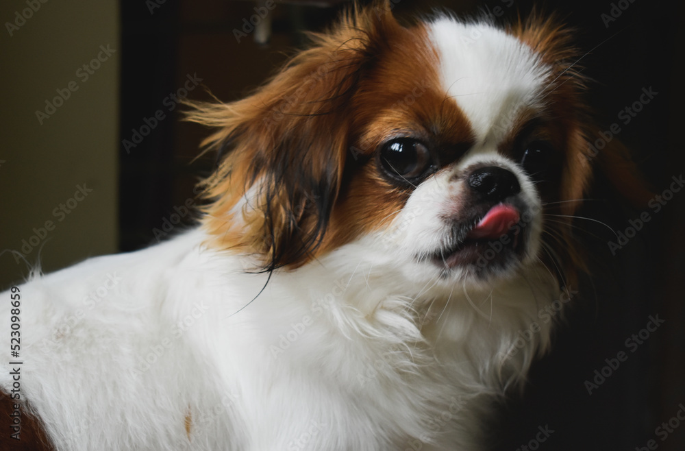 Cute shit zu dog portrait looking at camera with tongue out