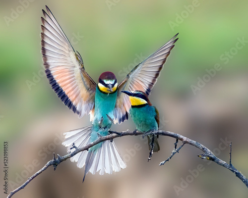 European Bee-eater landing with a bee for its mate