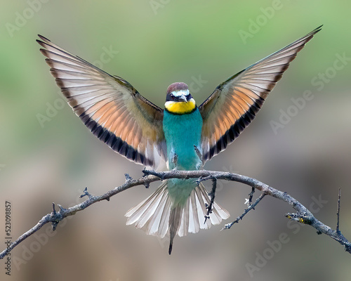 Front view of a European Bee=eater landing on a branch