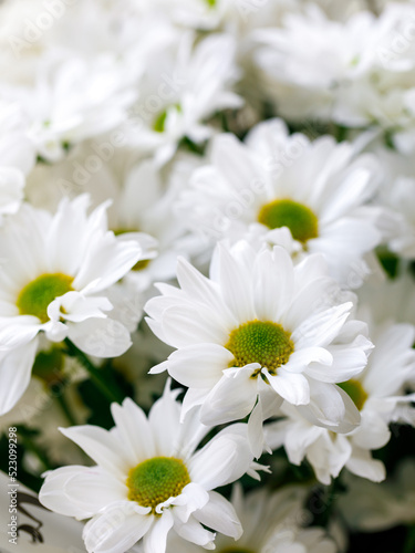 Spring come. A bunch of white Chrysanthemums flowers with green center background  full frame. Vertical  selective focus