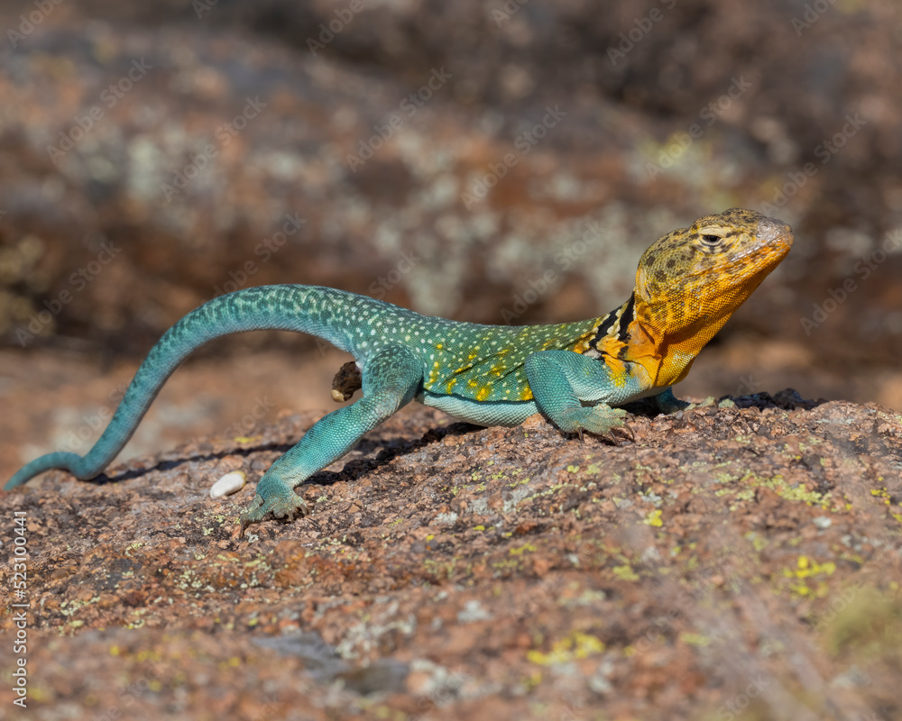 Fototapeta premium Male Collared Lizard