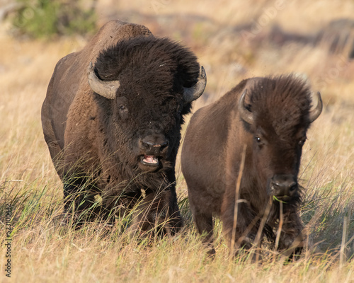 Bull Bison following a female