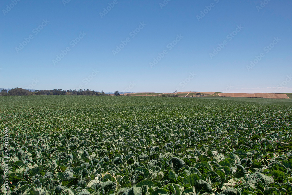 A field of cabbage in the California countryside