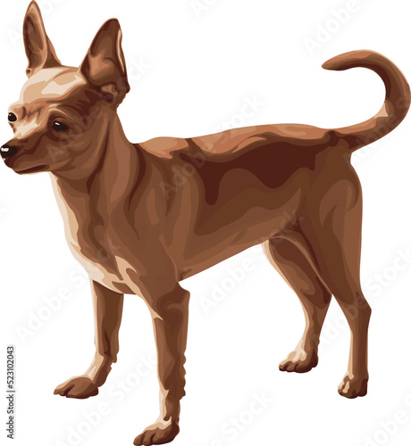 Chihuahua dog color illustration. Chihuahua clipart.  Chihuahua vector graphic on transparent background  dog vector. 