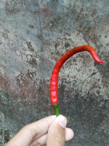 a person holding curly red chili