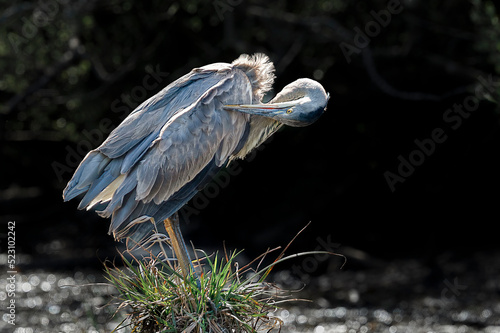 Great blue heron on a stump in Southern Oregon wetlands, preening